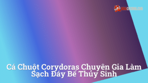 Hình ảnh minh họa cho Cá chuột corydoras chuyên gia làm sạch đáy bể thủy sinh