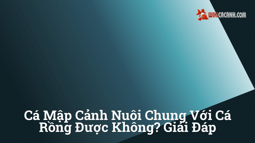 Hình ảnh minh họa cho Cá mập cảnh nuôi chung với cá rồng được không? Giải đáp