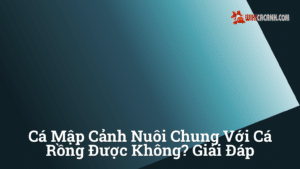 Hình ảnh minh họa cho Cá mập cảnh nuôi chung với cá rồng được không? Giải đáp