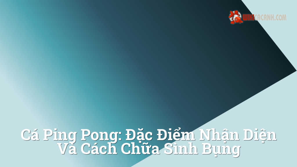 Hình ảnh minh họa cho Cá ping pong: Đặc điểm nhận diện và cách chữa sình bụng