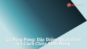 Hình ảnh minh họa cho Cá ping pong: Đặc điểm nhận diện và cách chữa sình bụng