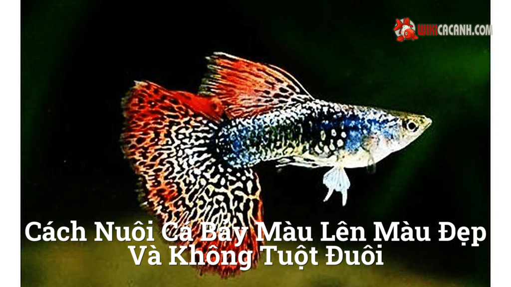 Hình ảnh minh họa cho Cách nuôi cá bảy màu lên màu đẹp và không tuột đuôi