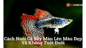 Hình ảnh minh họa cho Cách nuôi cá bảy màu lên màu đẹp và không tuột đuôi