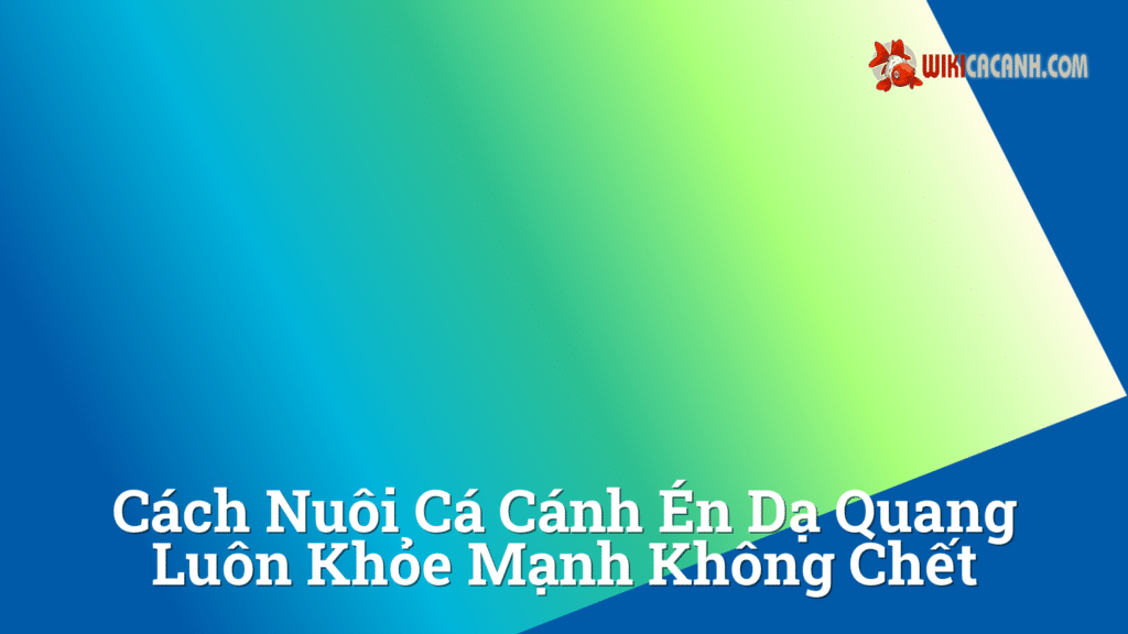 Hình ảnh minh họa cho Cách nuôi cá cánh én dạ quang luôn khỏe mạnh không chết