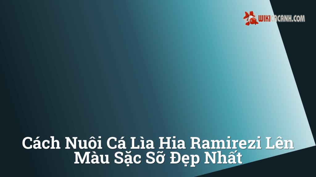 Hình ảnh minh họa cho Cách nuôi cá lìa hia ramirezi lên màu sặc sỡ đẹp nhất