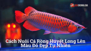 Hình ảnh minh họa cho Cách nuôi cá rồng huyết long lên màu đỏ đẹp tự nhiên