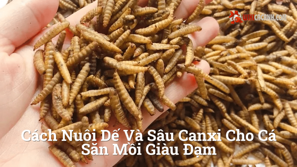 Hình ảnh minh họa cho Cách nuôi dế và sâu canxi cho cá săn mồi giàu đạm