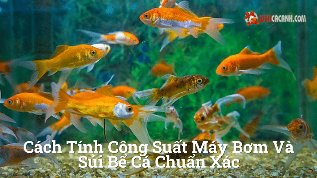 Hình ảnh minh họa cho Cách tính công suất máy bơm và sủi bể cá chuẩn xác