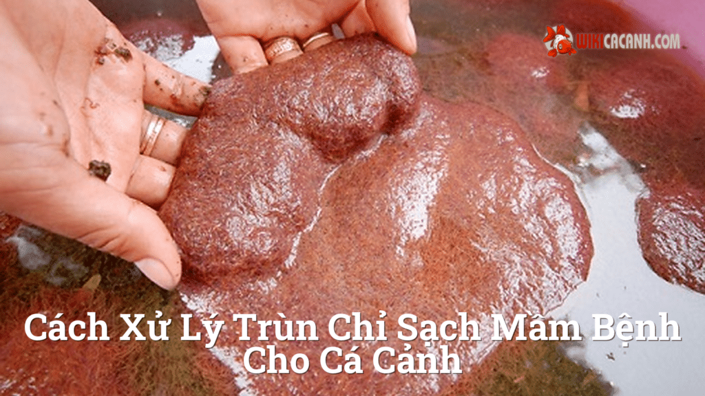 Hình ảnh minh họa cho Cách xử lý trùn chỉ sạch mầm bệnh cho cá cảnh