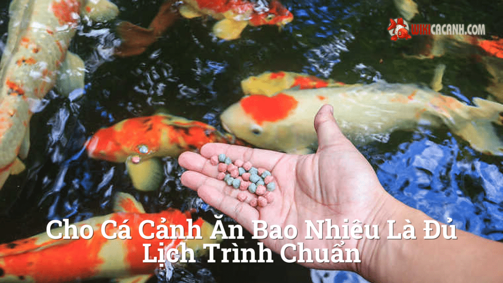 Hình ảnh minh họa cho Cho cá cảnh ăn bao nhiêu là đủ lịch trình chuẩn