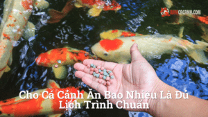 Hình ảnh minh họa cho Cho cá cảnh ăn bao nhiêu là đủ lịch trình chuẩn