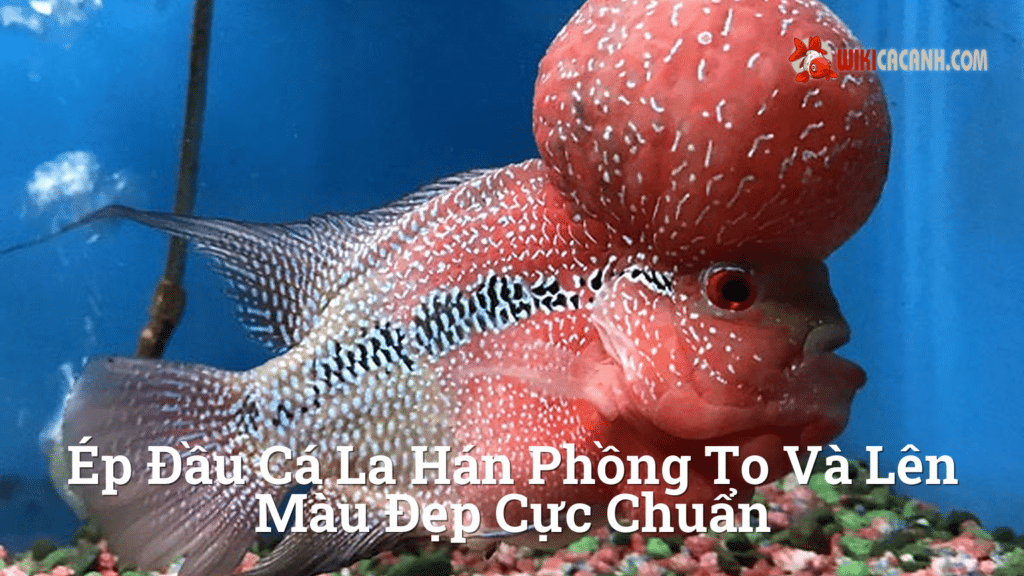 Hình ảnh minh họa cho Ép đầu cá la hán phồng to và lên màu đẹp cực chuẩn