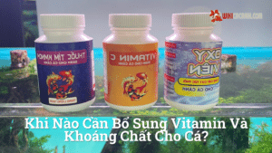Hình ảnh minh họa cho Khi nào cần bổ sung vitamin và khoáng chất cho cá?