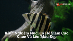 Hình ảnh minh họa cho Kinh nghiệm nuôi cá hổ Siam cực khỏe và lên màu đẹp