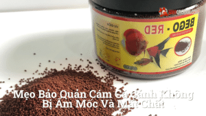 Hình ảnh minh họa cho Mẹo Bảo Quản Cám Cá Cảnh Không Bị Ẩm Mốc Và Mất Chất