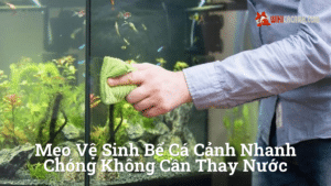 Hình ảnh minh họa cho Mẹo vệ sinh bể cá cảnh nhanh chóng không cần thay nước
