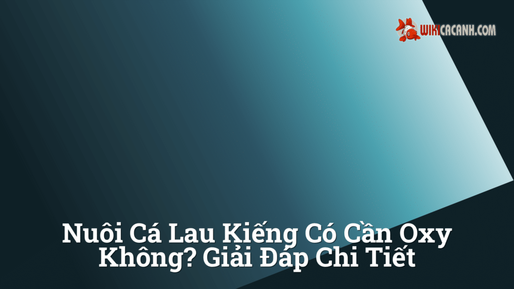 Hình ảnh minh họa cho Nuôi cá lau kiếng có cần oxy không? Giải đáp chi tiết