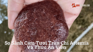 Hình ảnh minh họa cho So sánh cám tươi trùn chỉ artemia và thức ăn viên