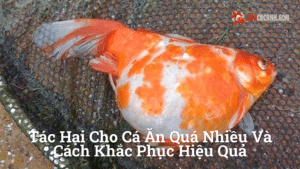 Hình ảnh minh họa cho Tác Hại Cho Cá Ăn Quá Nhiều Và Cách Khắc Phục Hiệu Quả