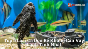 Hình ảnh minh họa cho Top 5 loài cá dọn bể không cắn vây lành tính nhất