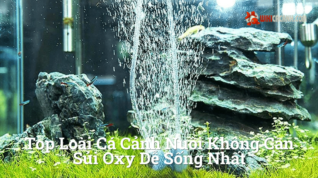 Hình ảnh minh họa cho Top Loài Cá Cảnh Nuôi Không Cần Sủi Oxy Dễ Sống Nhất