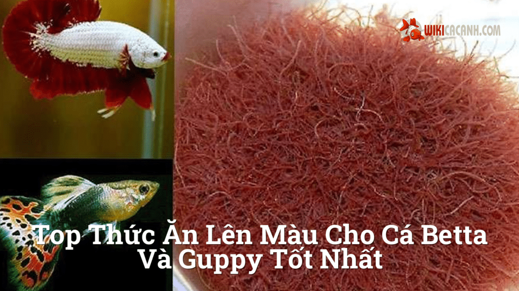 Hình ảnh minh họa cho Top thức ăn lên màu cho cá betta và guppy tốt nhất