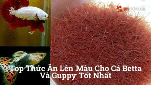 Hình ảnh minh họa cho Top thức ăn lên màu cho cá betta và guppy tốt nhất