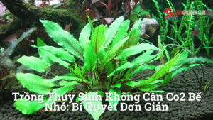 Hình ảnh minh họa cho Trồng Thủy Sinh Không Cần CO2 Bể Nhỏ: Bí Quyết Đơn Giản